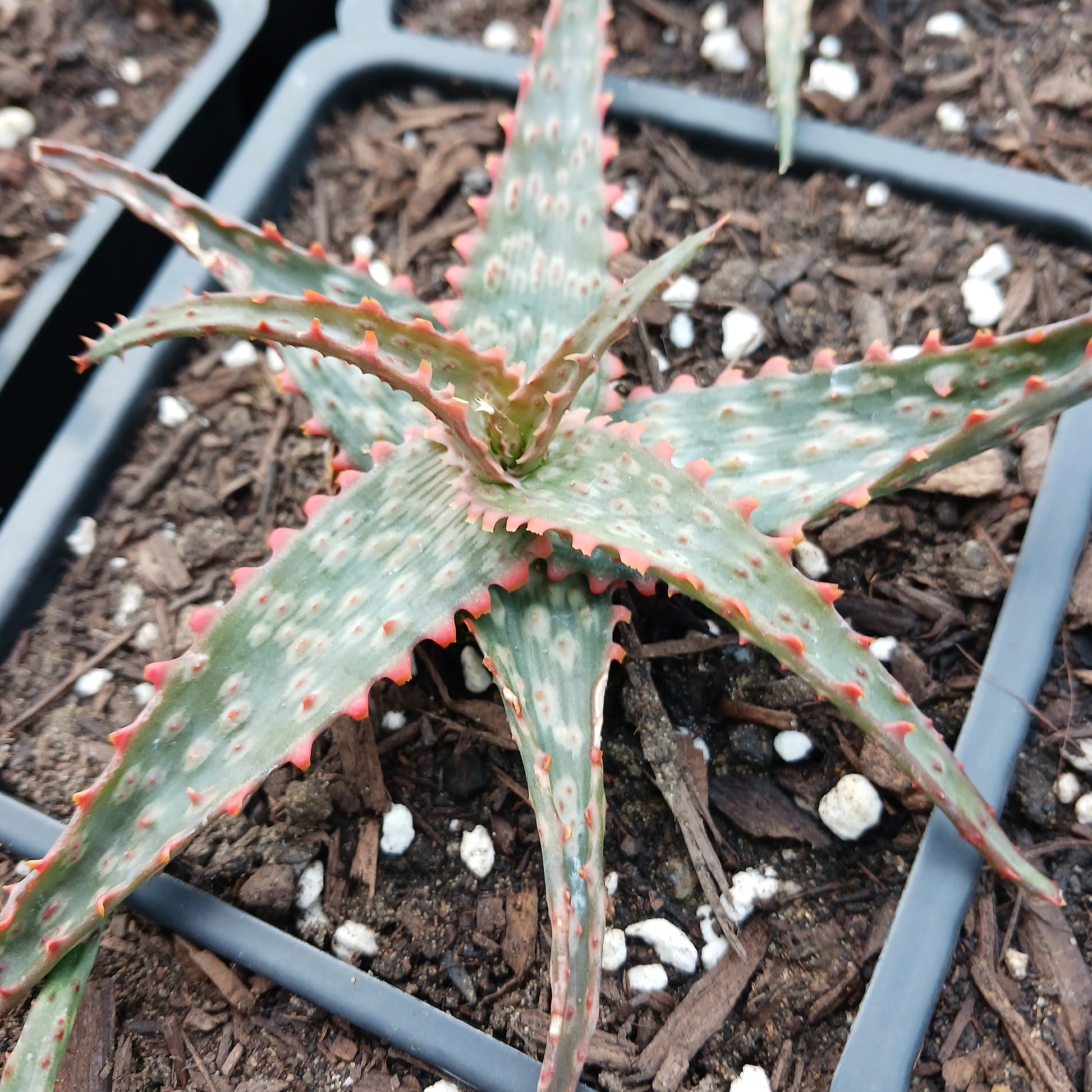 Aloe "Lavender"