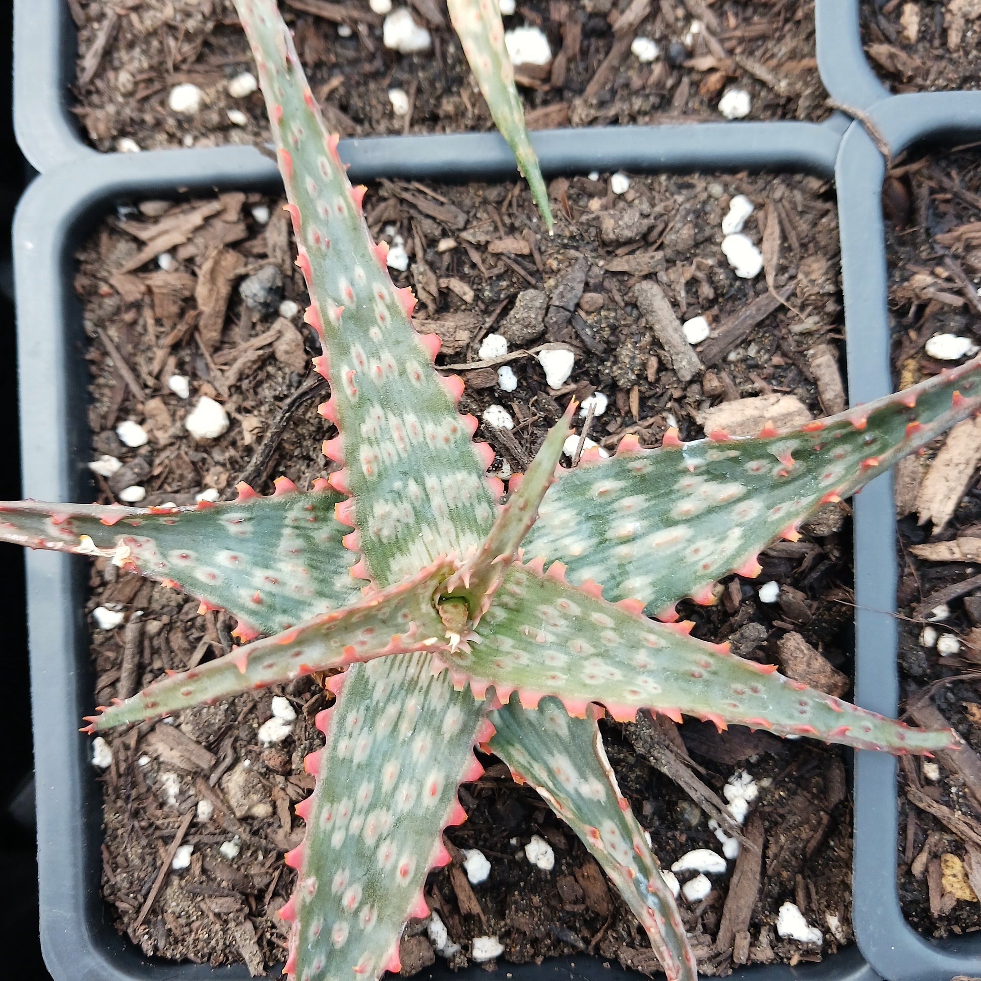 top view of Aloe "Lavender"