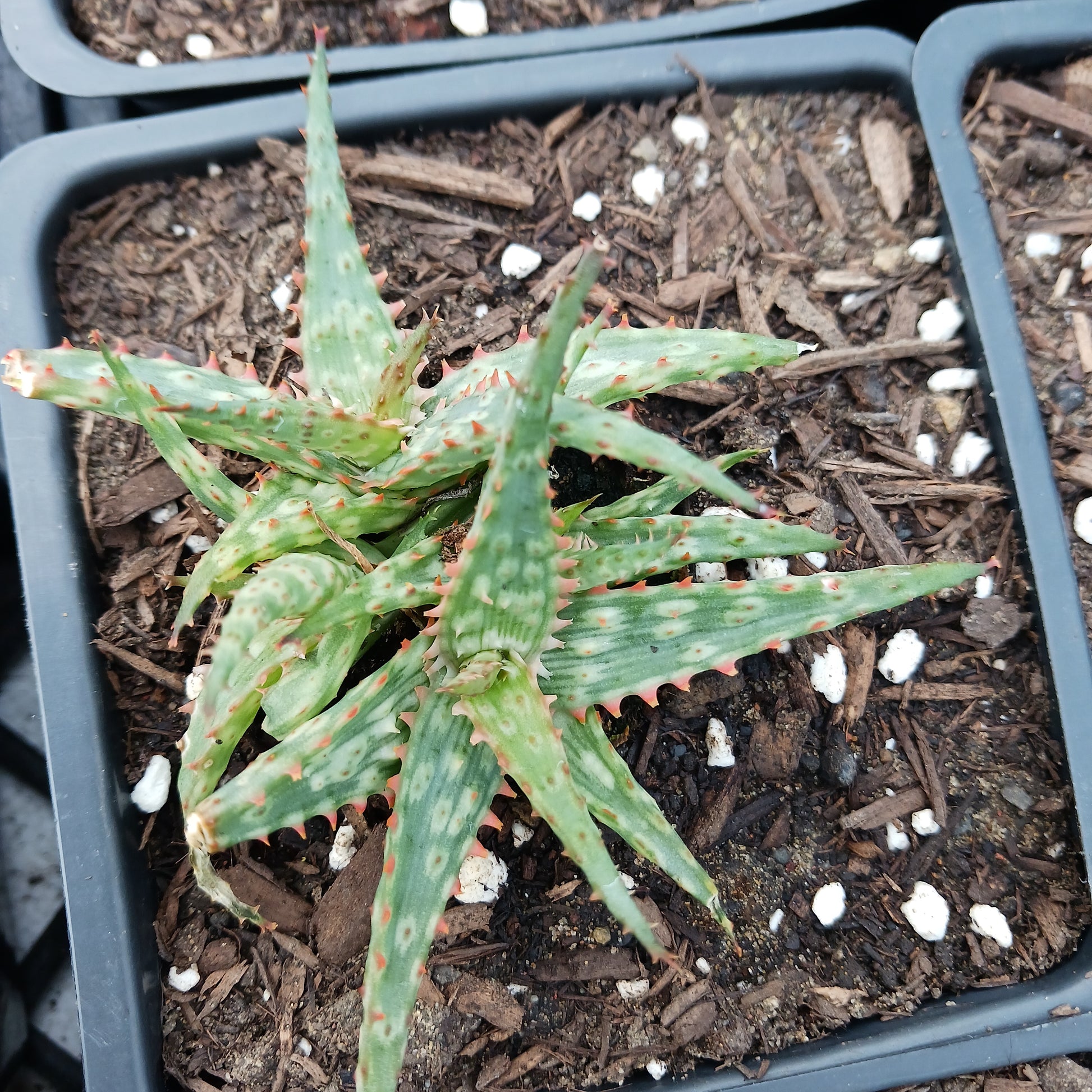 Aloe "Lavender"