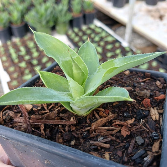 Agave vilmoriniana