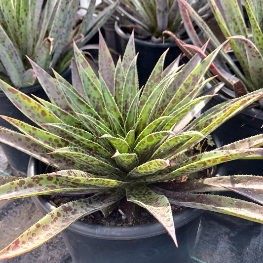 Mangave "Pineapple Express"