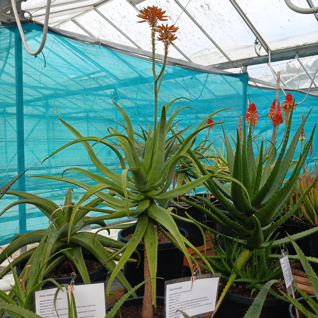Large flowering Aloe munchii in 15 container