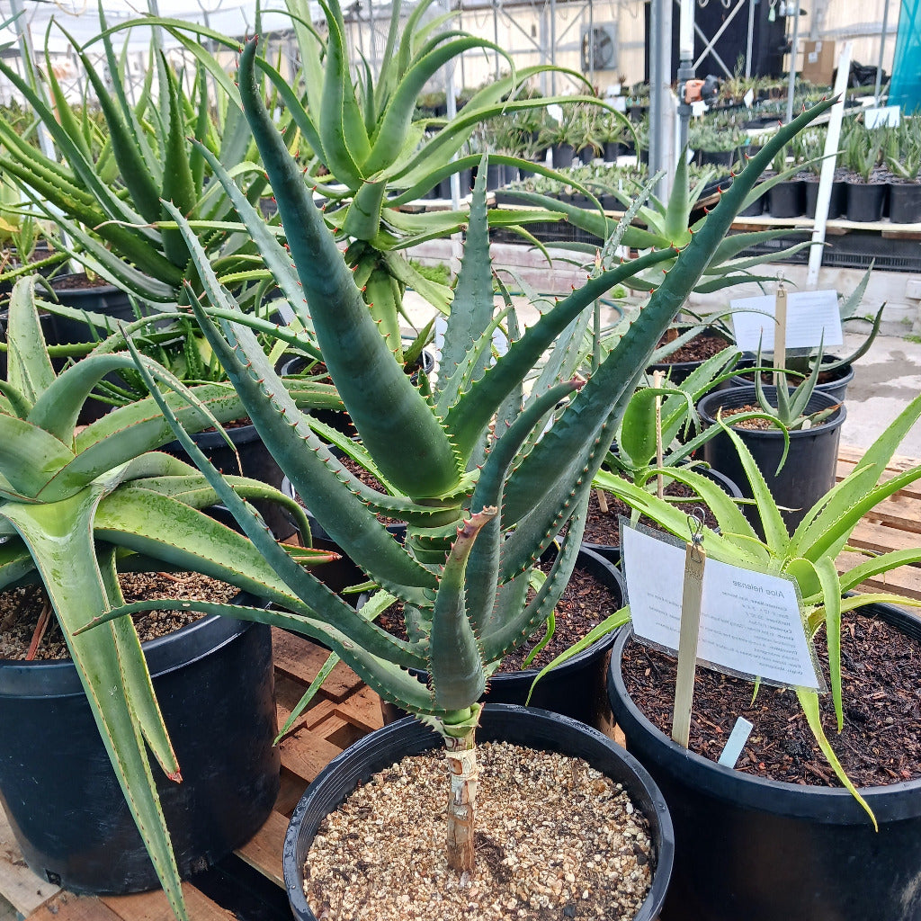 Aloe africana  - 7ga