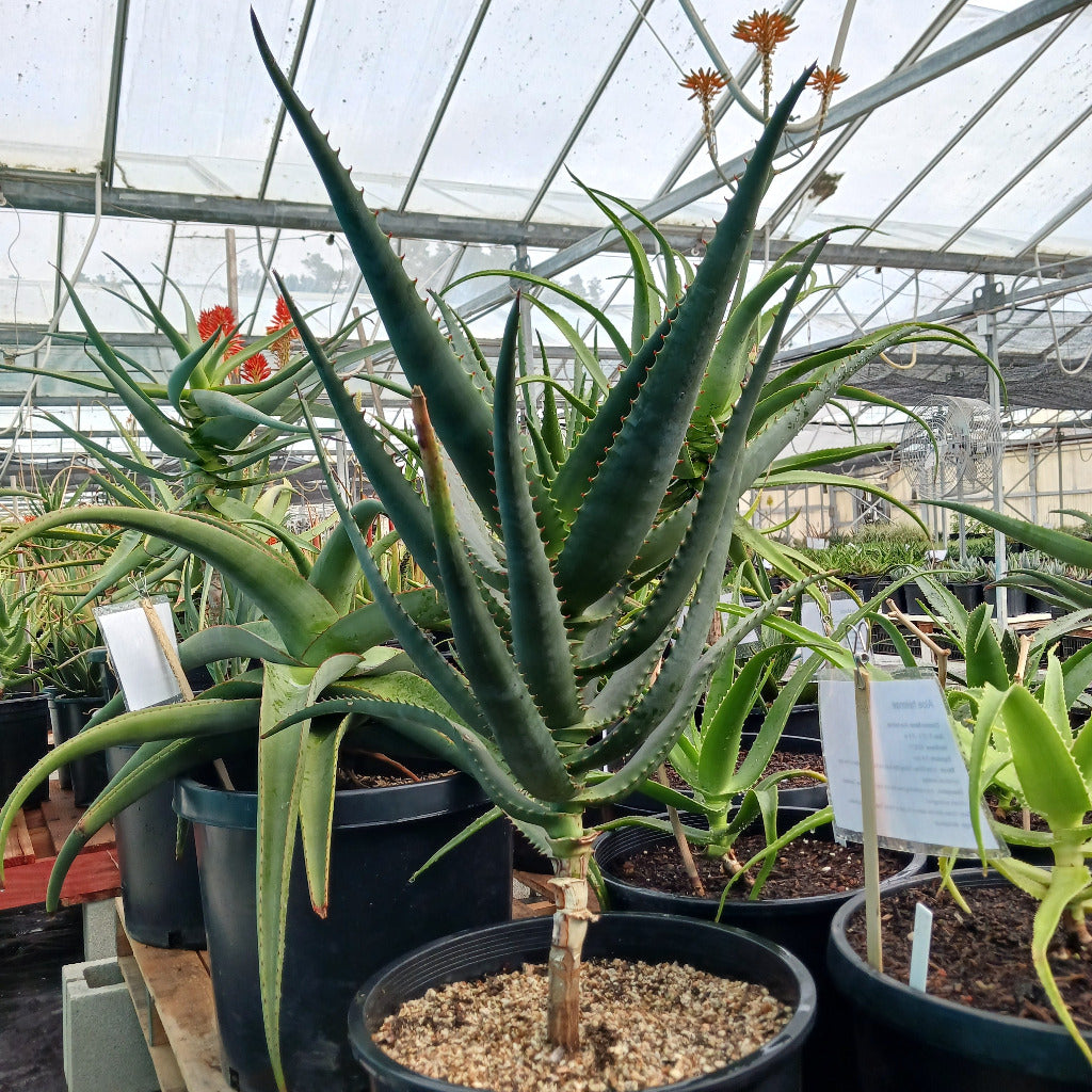 Aloe africana in a 7ga container