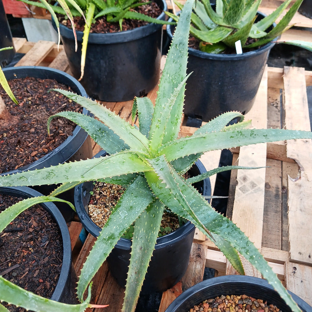 Aloe khamiesensis