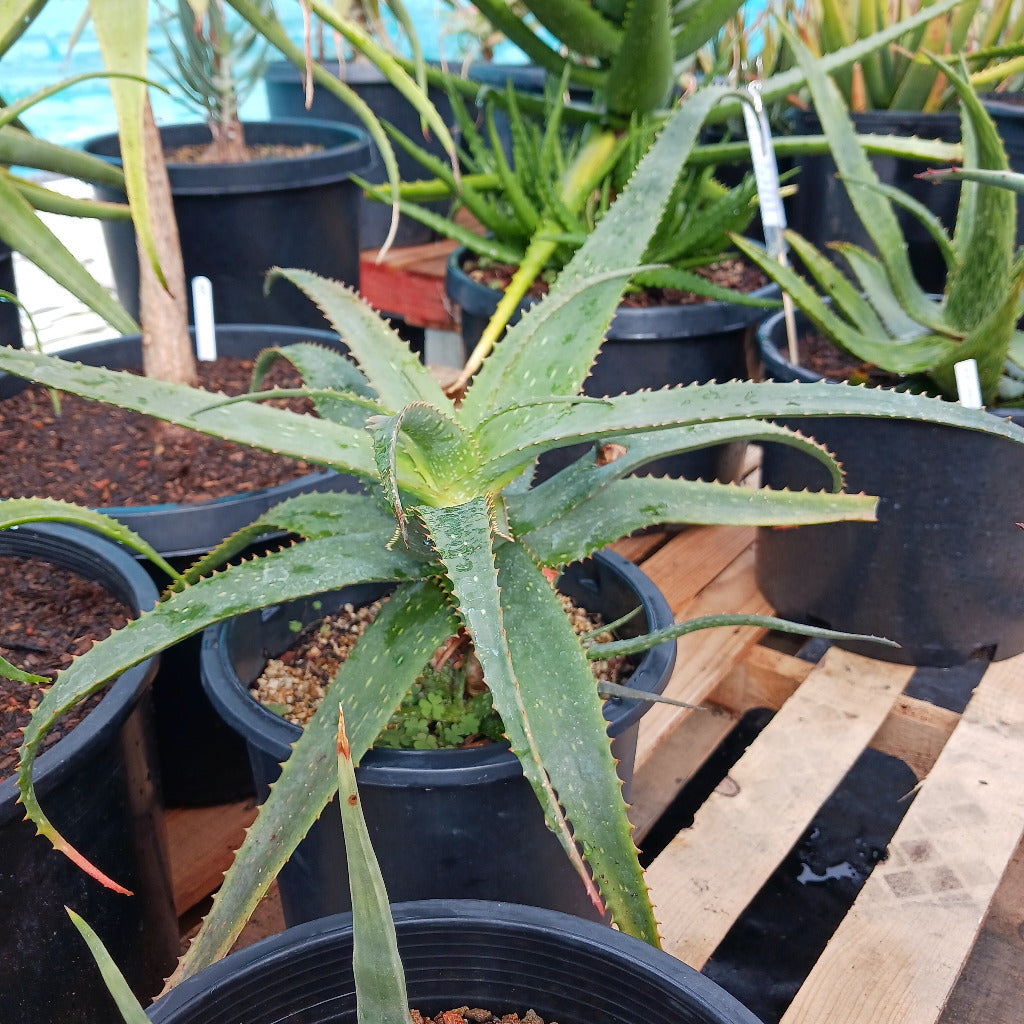 Aloe khamiesensis