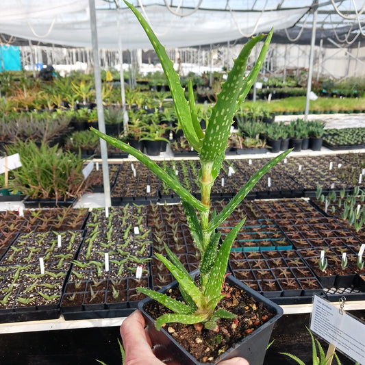 Aloe kedongensis - 4 inch