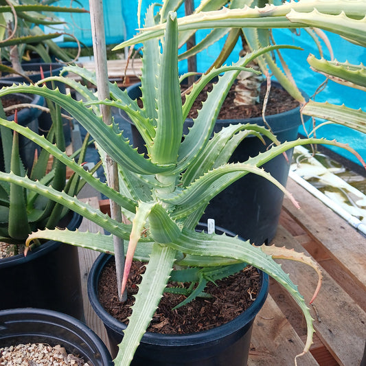Aloe arborescens 'Variegata' - 5ga