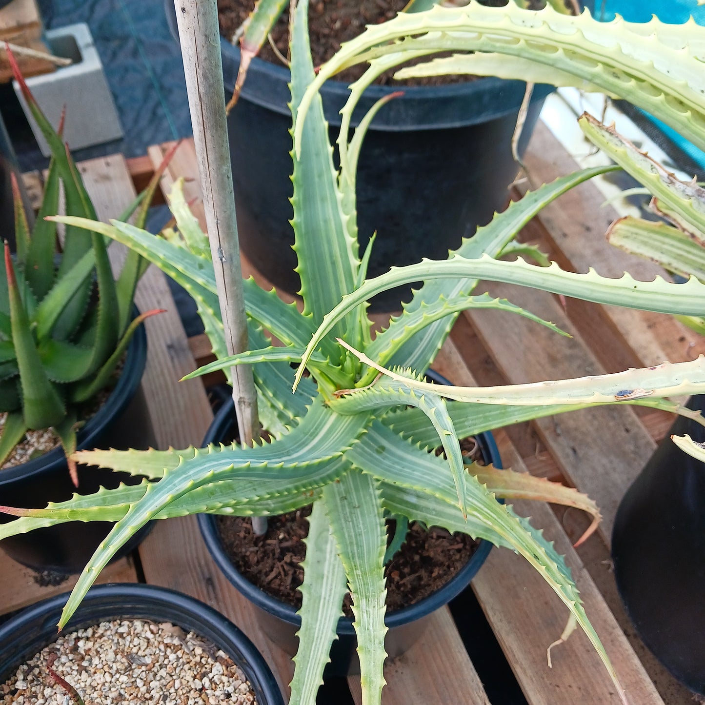 Aloe arborescens 'Variegata' - 5ga