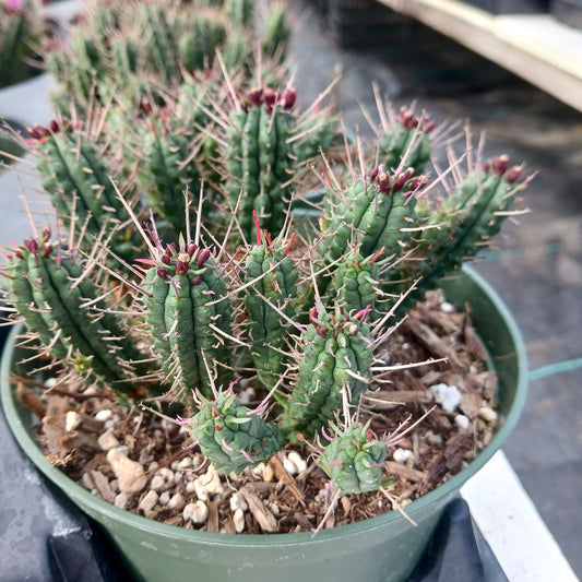 Euphorbia ferox - 6in