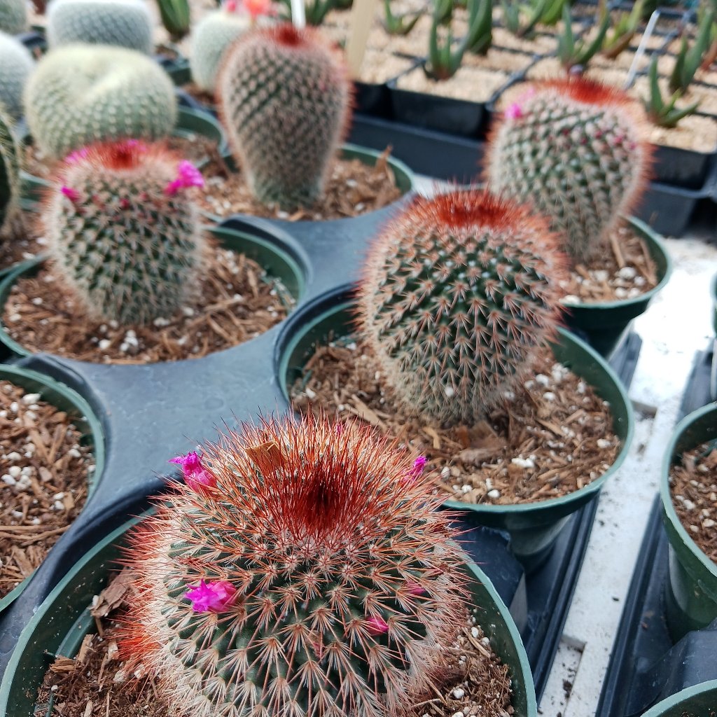 Mammillaria bombycina (Silken Pincushion Cactus) - 6 inch – dryoasisplants