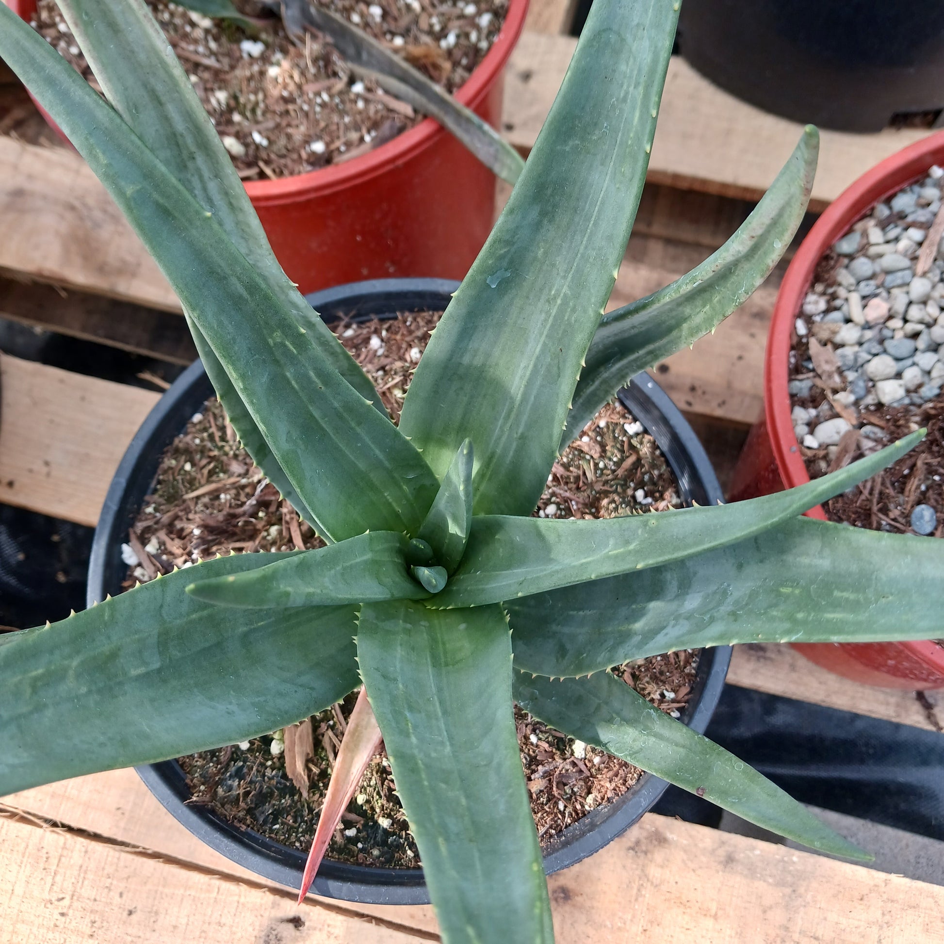 top view of Aloe Hercules in 2ga nursery pot