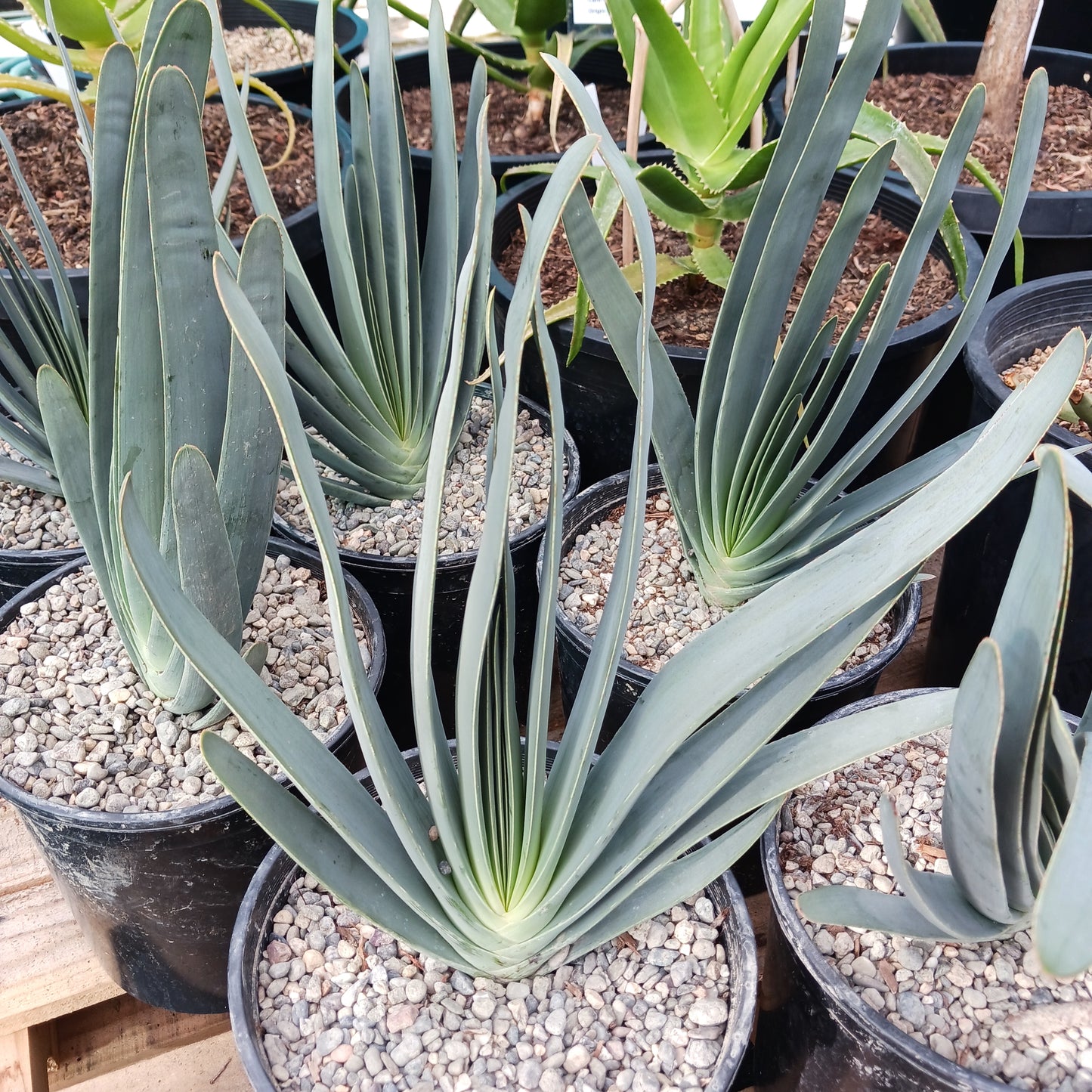 Aloe plicatilis - 2ga
