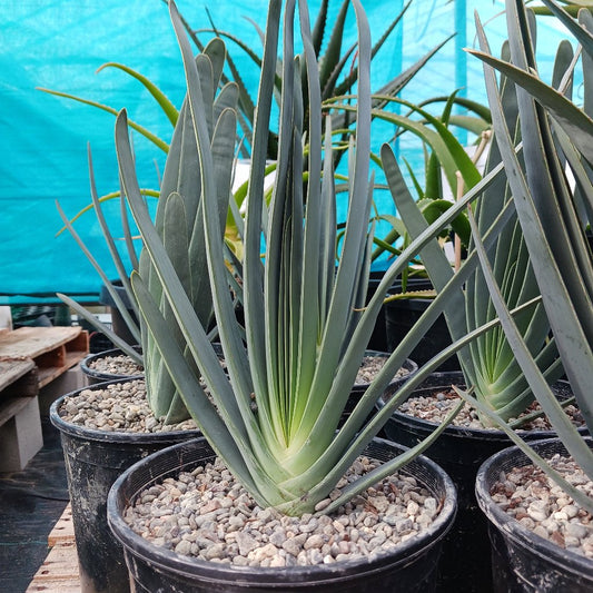 aloe plicatilis