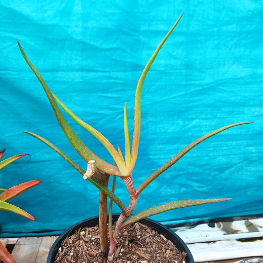 Aloe decurva in 2 ga nursery pot