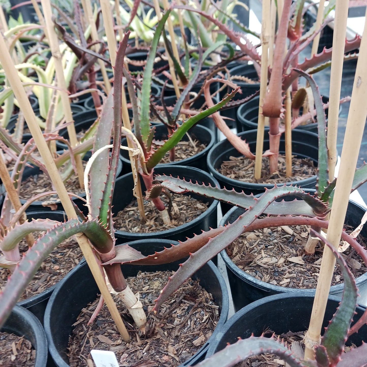 several Aloe africana in 1ga nursery pots