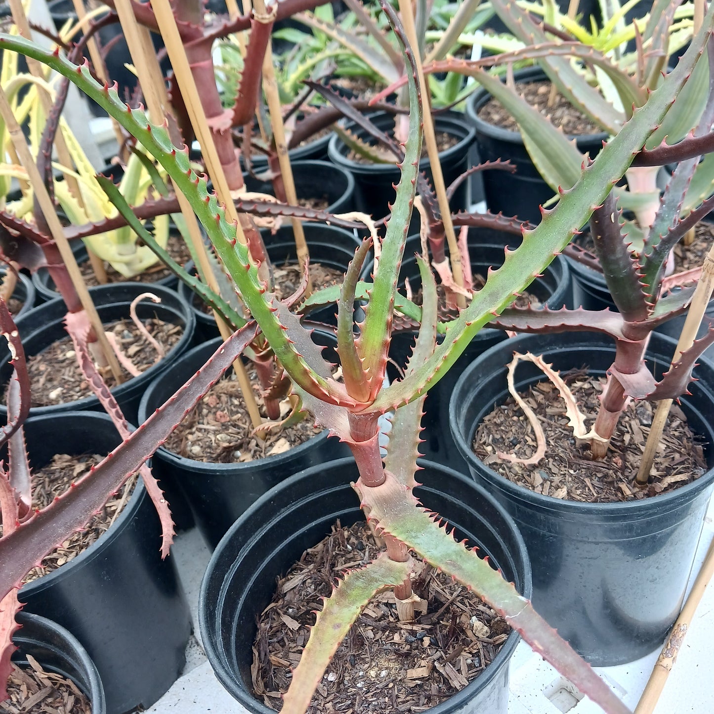 Aloe africana in 1ga nursery pot