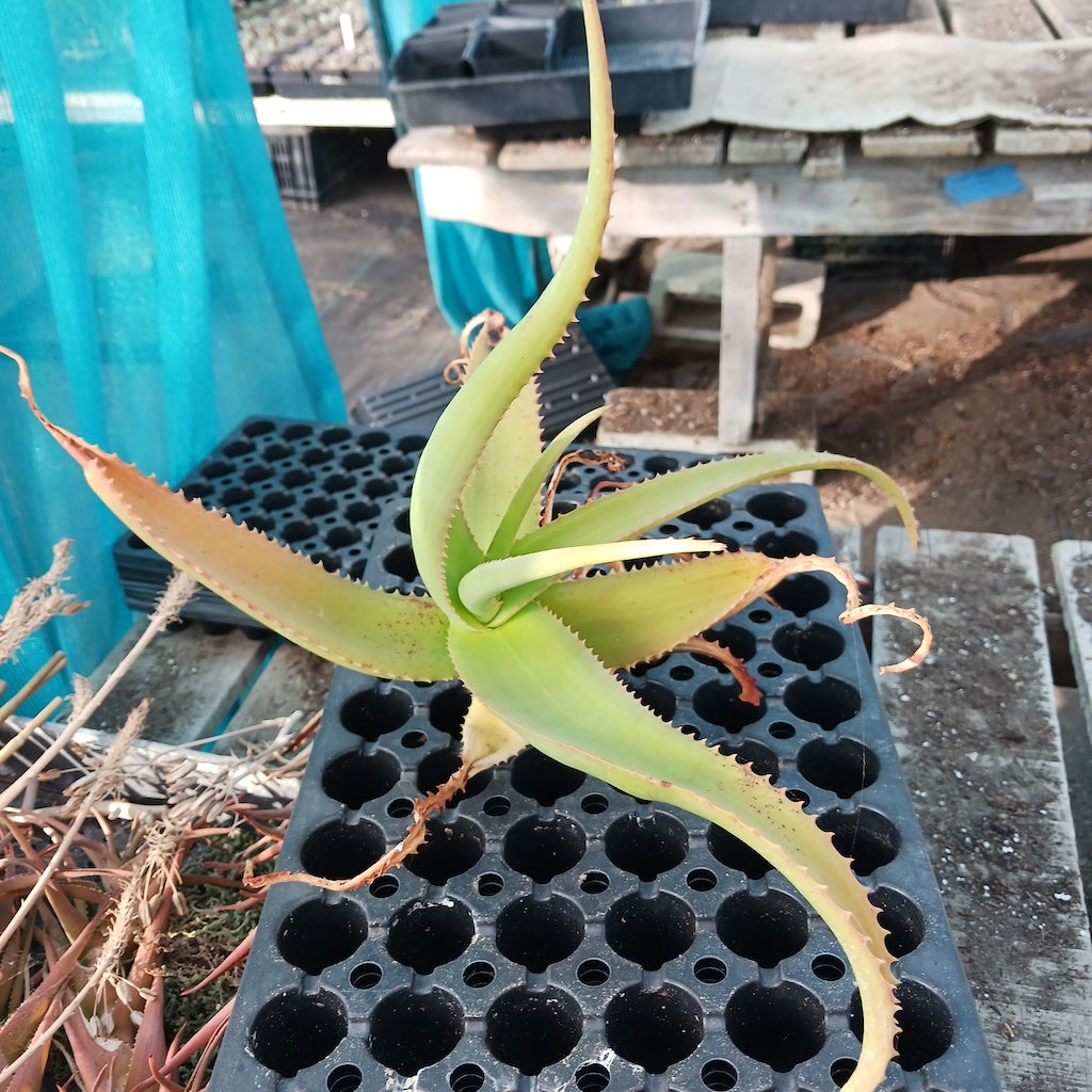 Aloe "Yemeni Gold" cutting