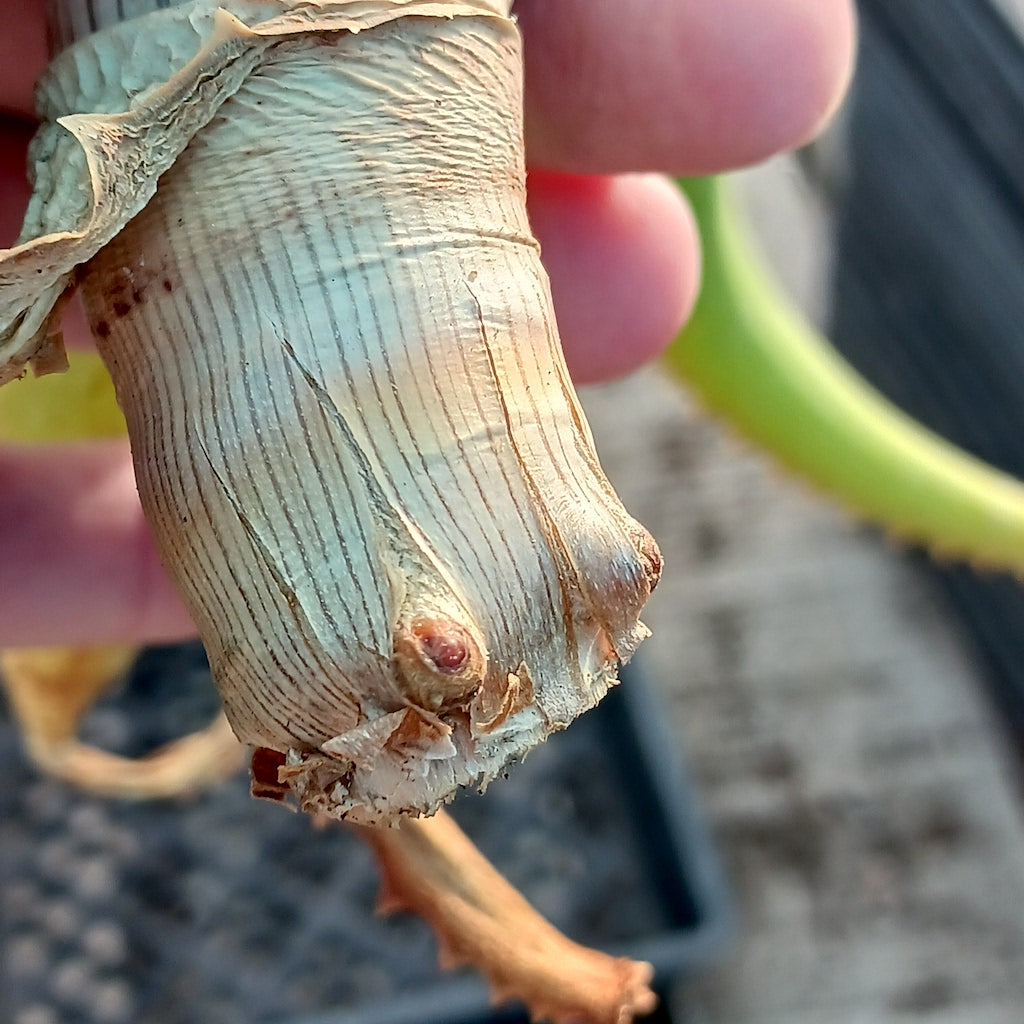 Aloe "Yemeni Gold" cutting with young root nubs forming