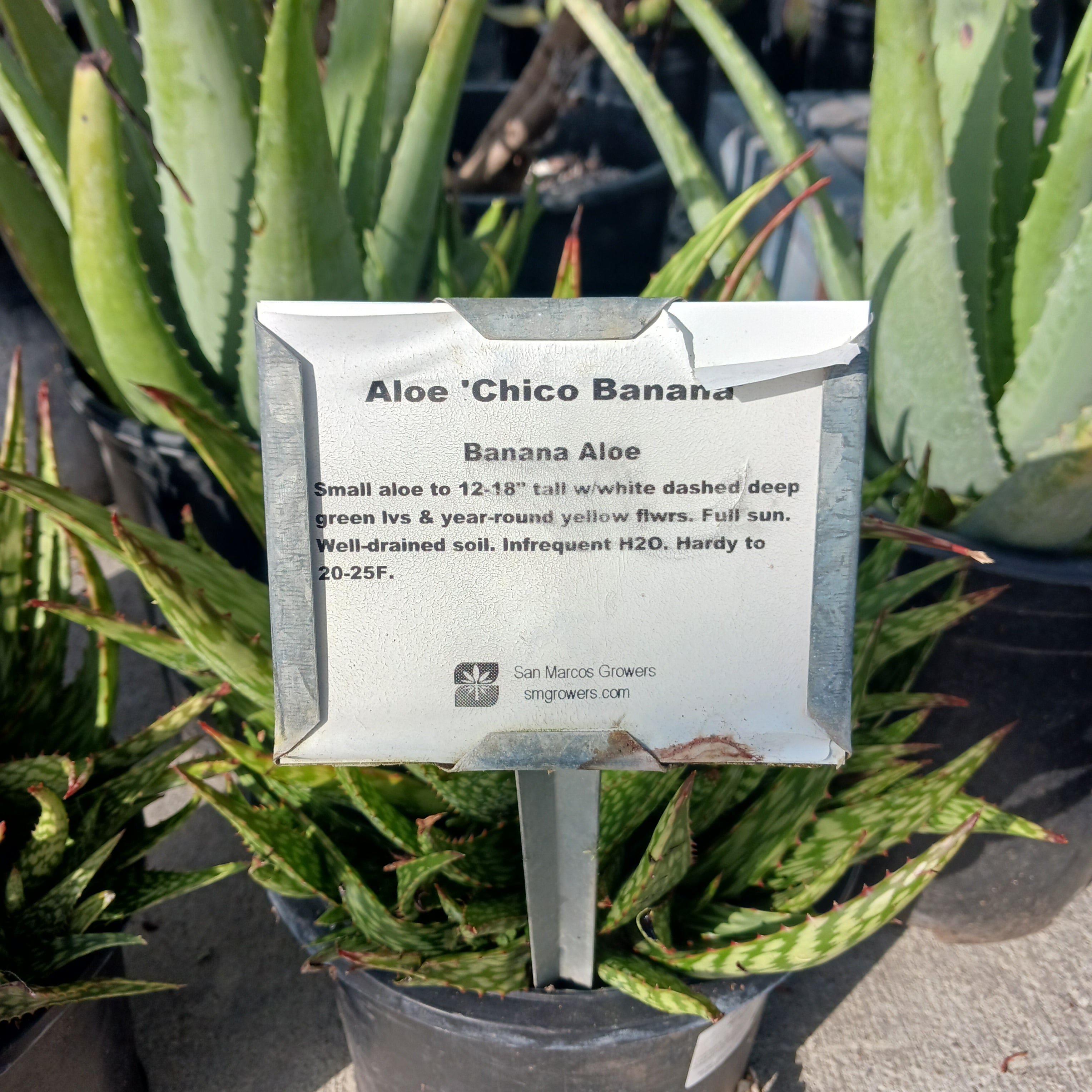 Aloe 