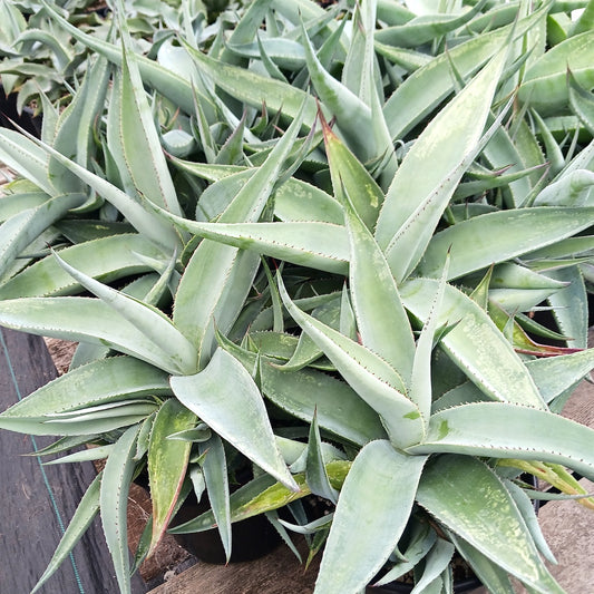 Agave guiengola "Platinum"