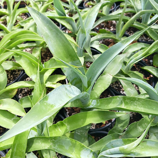 Agave vilmoriniana