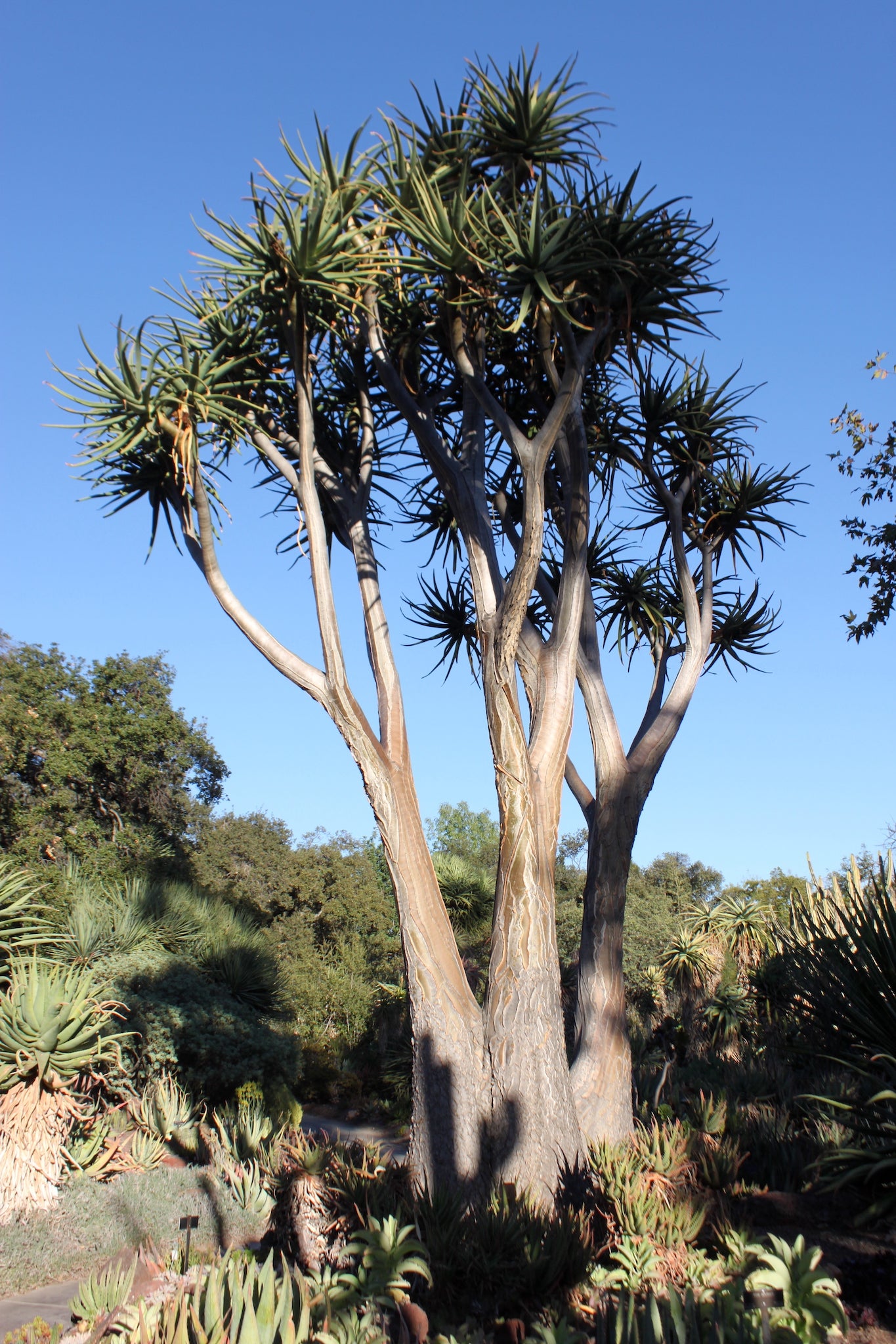 Aloe barberae