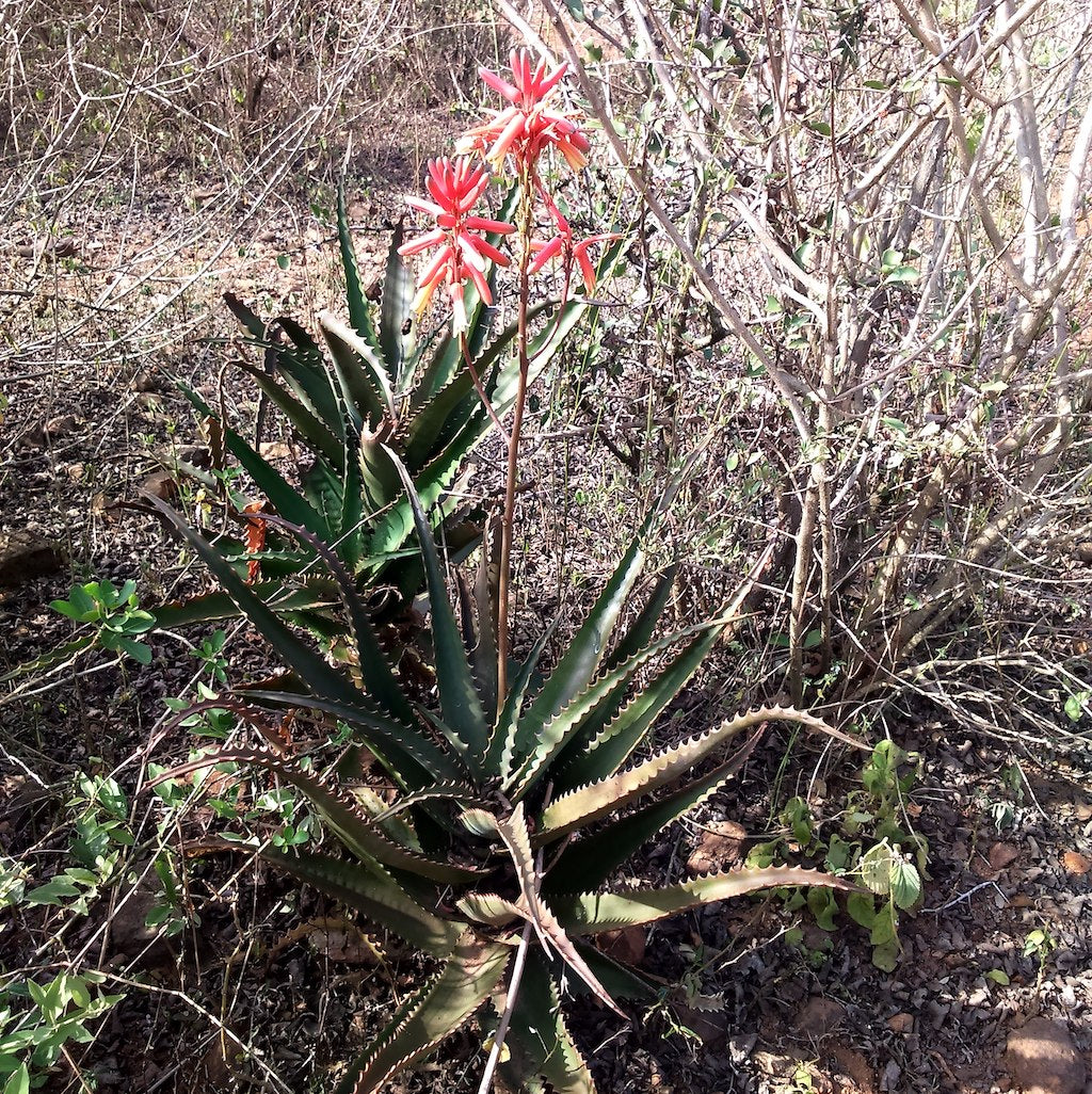 Aloe lolwensis in habitat