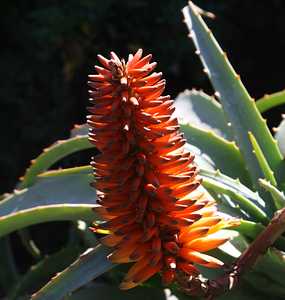 Aloe 'Birds and Bees' flower
