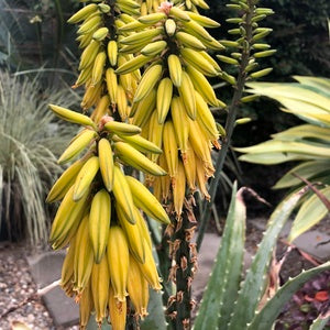 Aloe "Lode's Yellow" flower