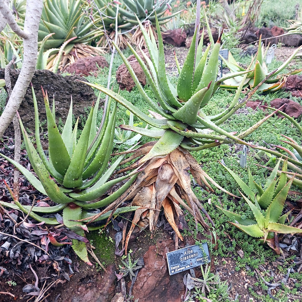 Aloe classenii at the Huntington Botanical Gardens