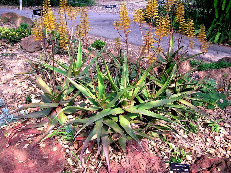 Aloe "Lode's Yellow" mature colony