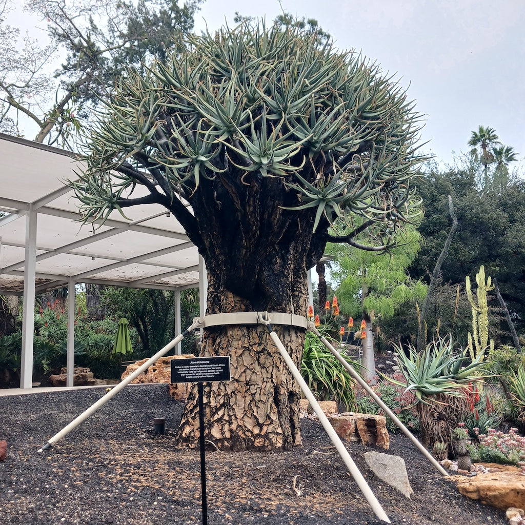 Mature Aloe dichotoma at the Huntington Botanical Gardens