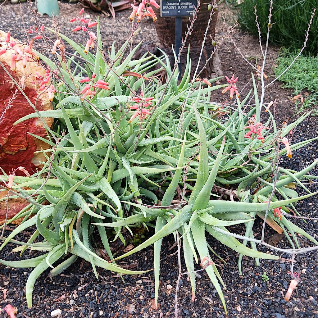 Aloe diolii at the Huntington Botanical Gardens