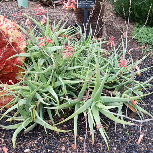 Aloe diolii at the Huntington Botanical Gardens