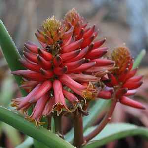 Aloe eminens "Koko Crater"  flower