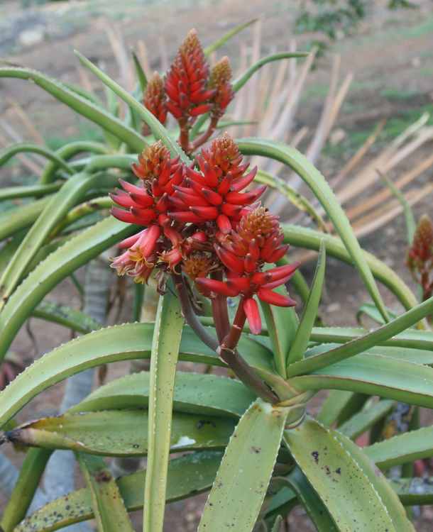 Aloe eminens "Koko Crater"  flower