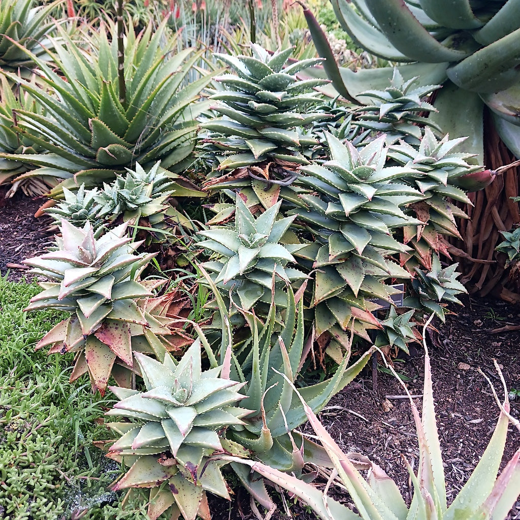 Aloe Hellskloof Bells at the Huntington Botanical Gardens on a rainy Winter day