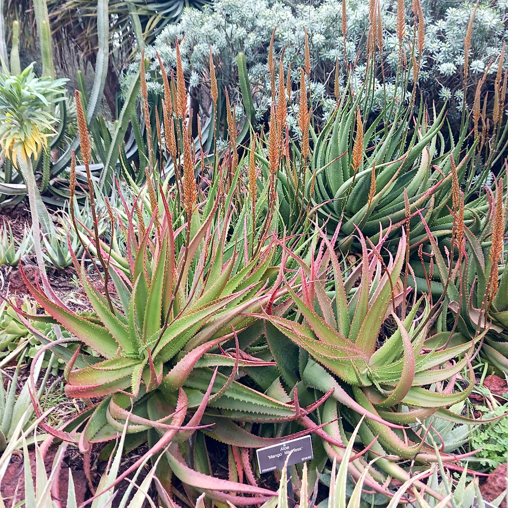 Aloe 'Mango Madness' at the Huntington Botanical Gardens