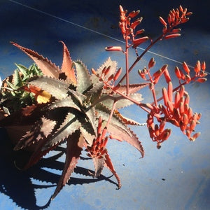 Aloe mubendiensis - 2ga
