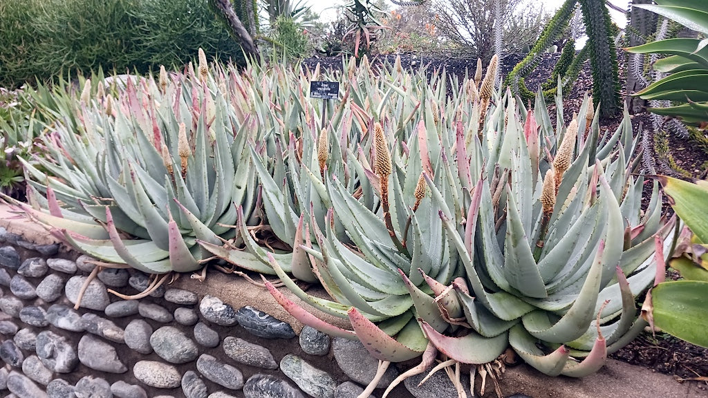 Aloe petricola colony at the Huntington Botanical Gardens