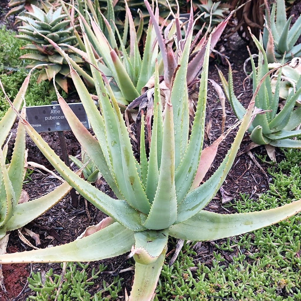 Aloe pubescens at the Huntington Botanical Gardens