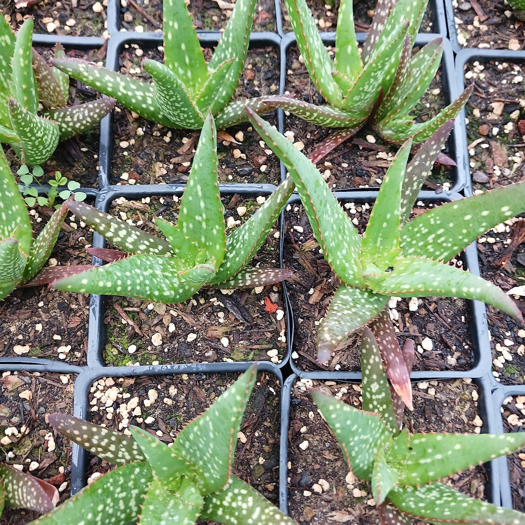 Aloe rooikappie - 4in
