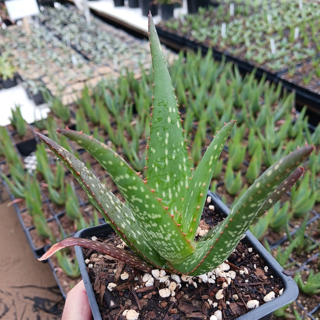 Aloe rooikappie - 4in