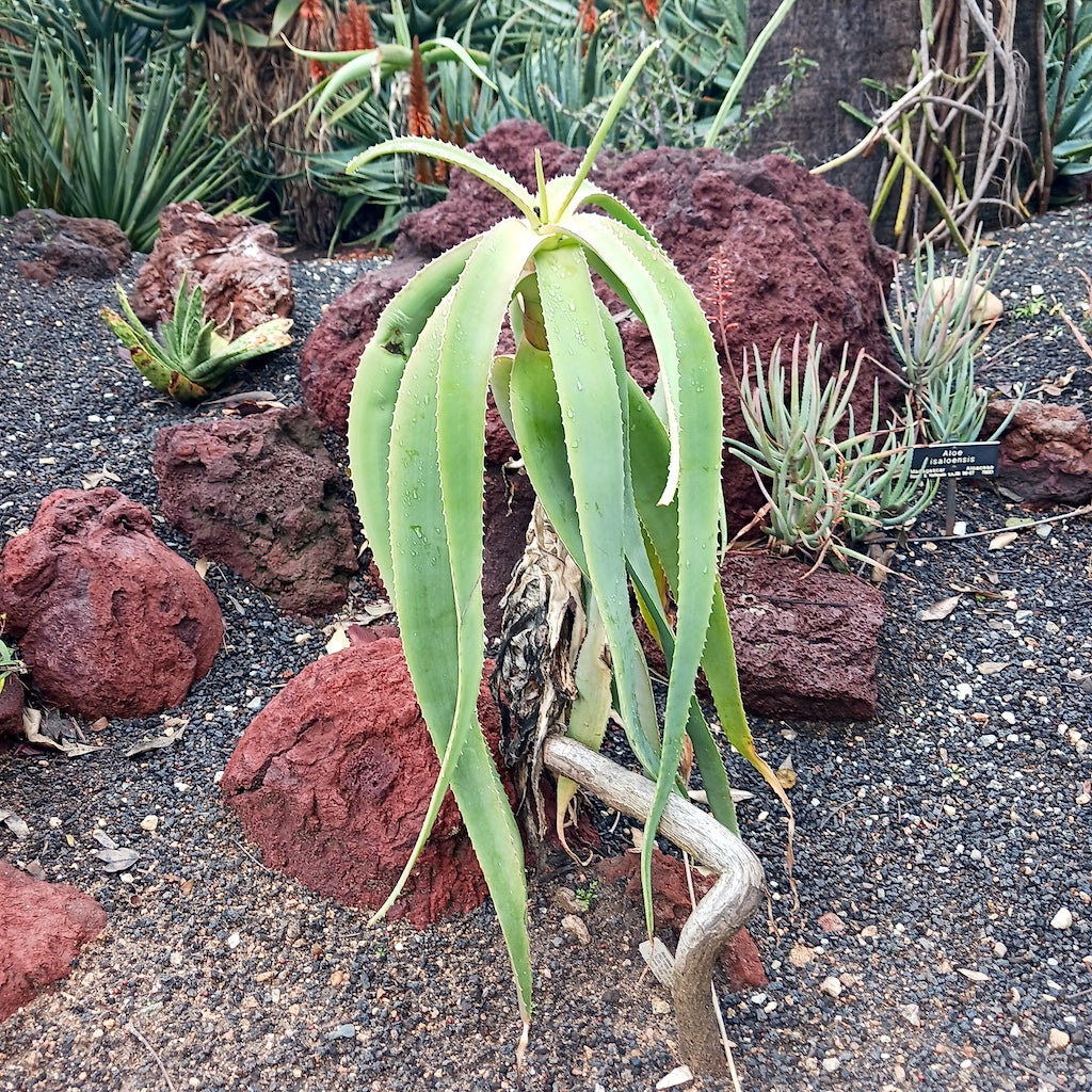 Aloe sabaea