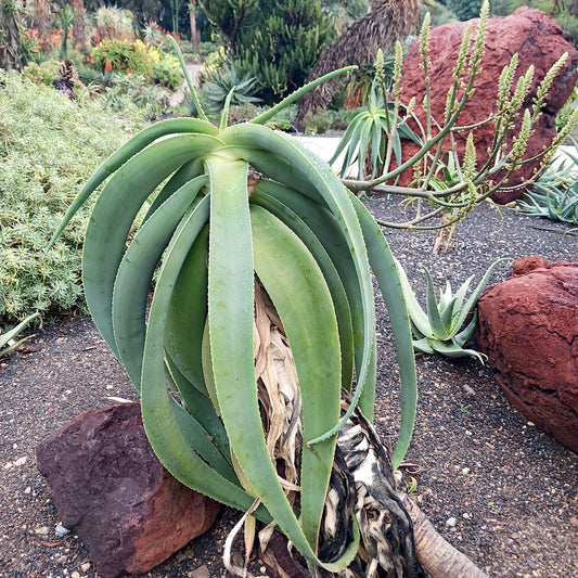 Aloe sabaea