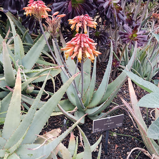 Aloe sinkatana in flower at the Huntington Botanical Gardens