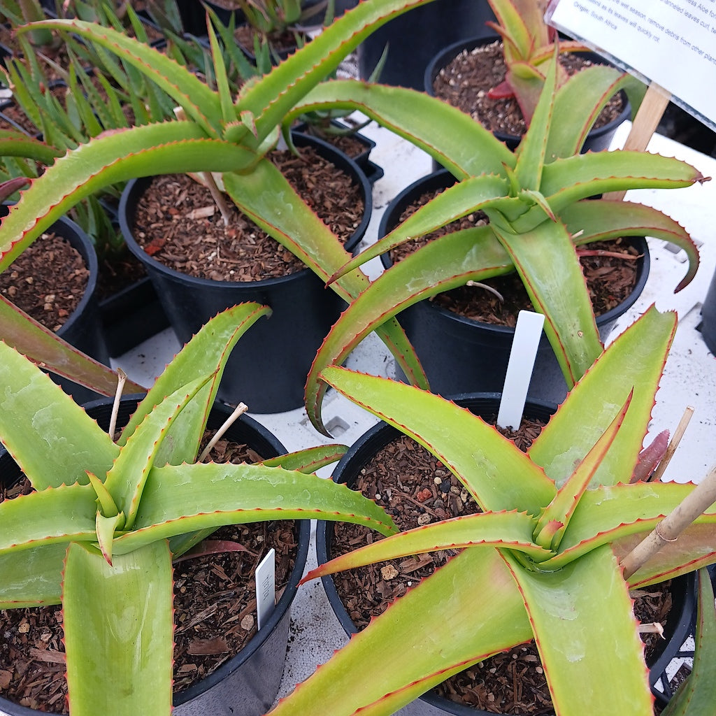 Several Aloe vanbalenii 2ga