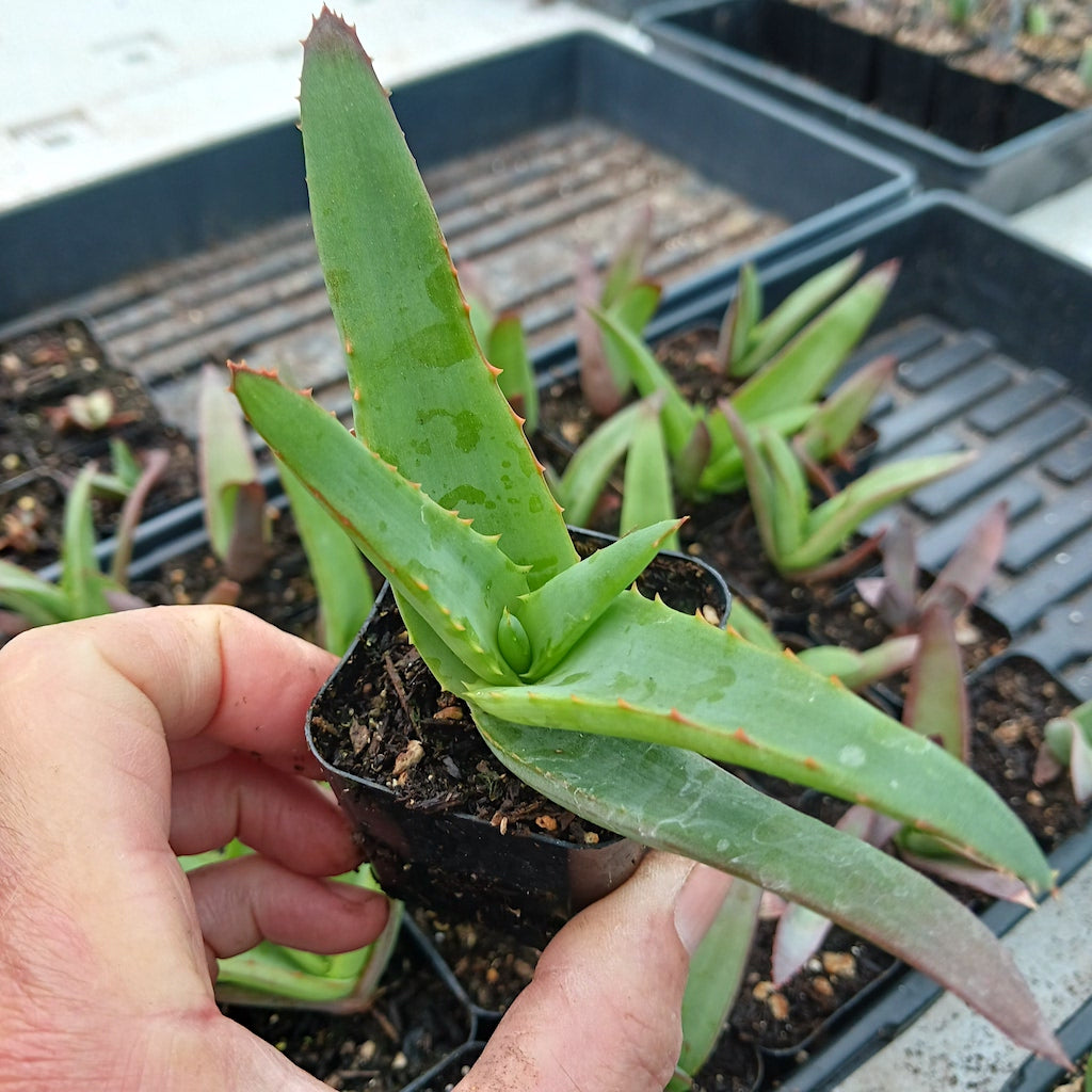 Aloe vanbalenii 2in