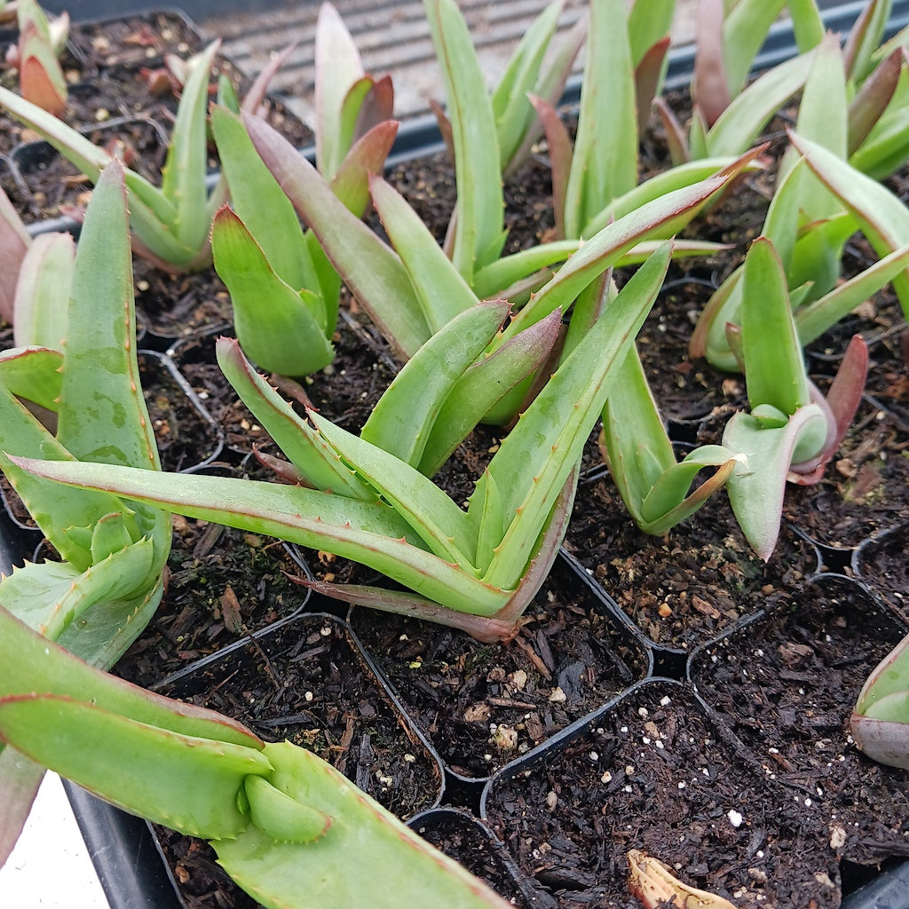 several Aloe vanbalenii 2in